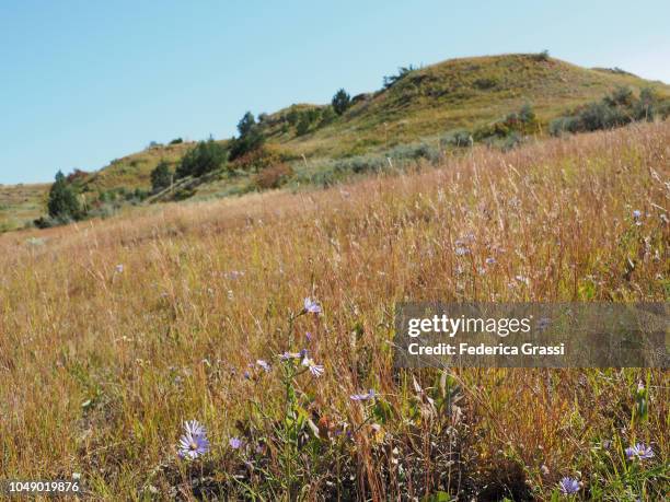 wild flowers and tall grass in theodore roosevelt national park, south unit - grandes planícies imagens e fotografias de stock