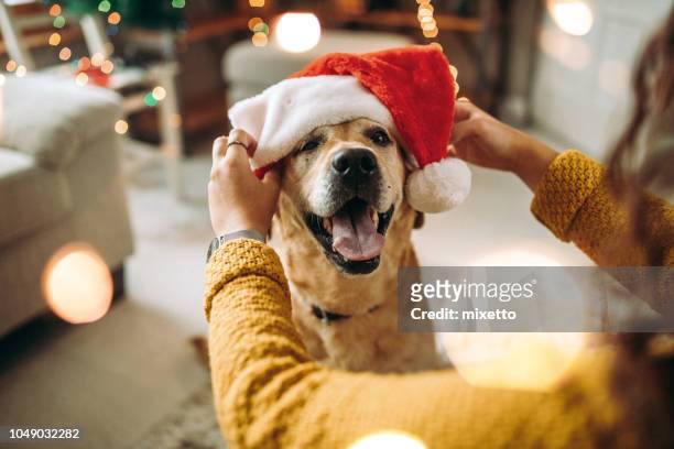 we are ready for christmas holidays - christmas dogs stock pictures, royalty-free photos & images