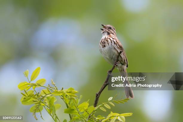 song sparrow - moineau photos et images de collection
