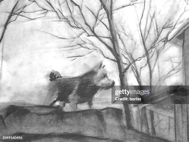 norwich terrier - norwich terrier stock illustrations