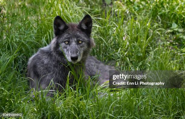 black wolf portrait - black wolf stock pictures, royalty-free photos & images