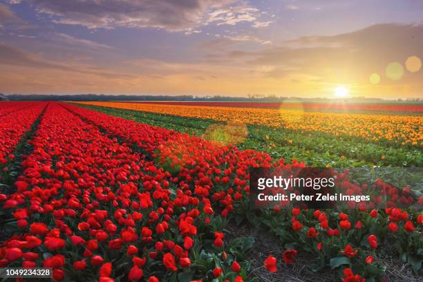 tulip fields in the netherlands - south holland ストックフォトと画像