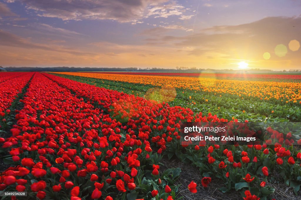 Tulip fields in the Netherlands