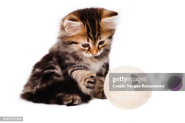funny kitten playing with white ball of thread on white background - small cotton plant stockfoto's en -beelden