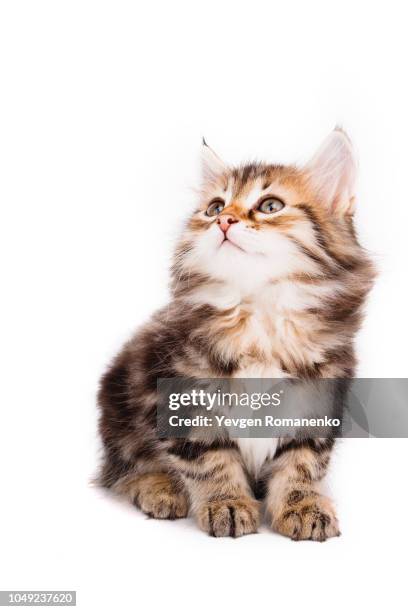 gray kitten isolated on white background - kitten foto e immagini stock