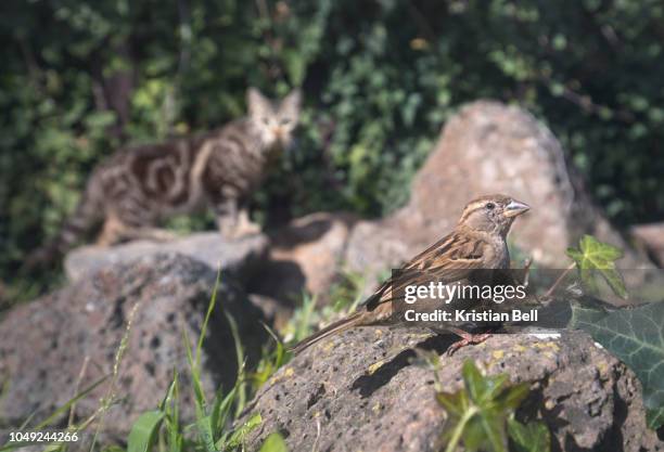 domestic cat watching house sparrow in suburban back garden. both species are feral in australia, with cats among the most destructive of introduced, pest species. - stray animal stock pictures, royalty-free photos & images