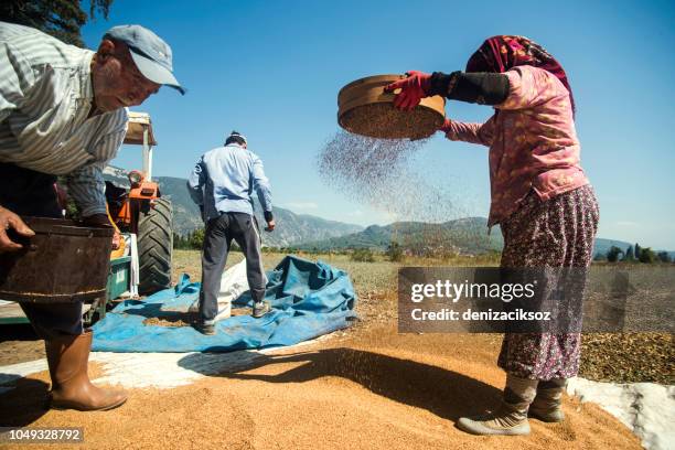 sesame seed harvest - sesame stock pictures, royalty-free photos & images