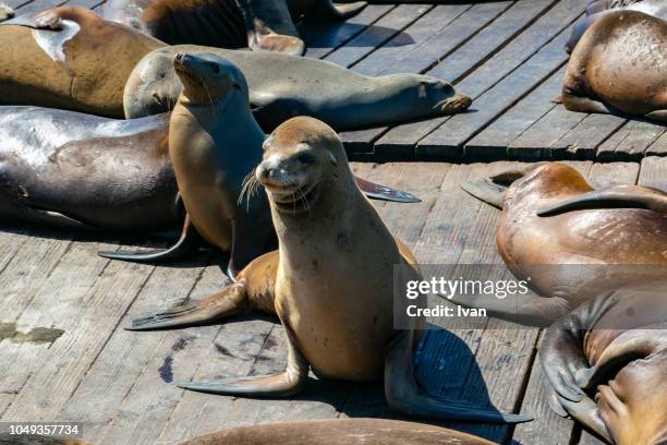 sea lion on a wooden jetty barking - sea lion stock pictures, royalty-free photos & images