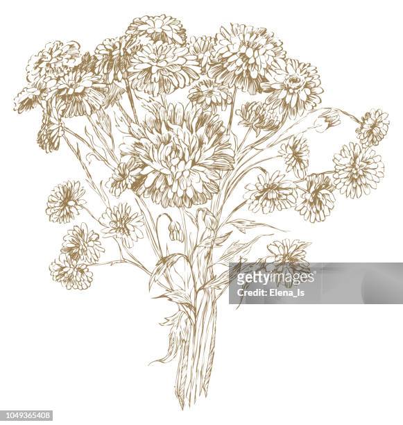 engraving chrysanthemums bouquet vector illustration - chrysanthemum illustration stock illustrations