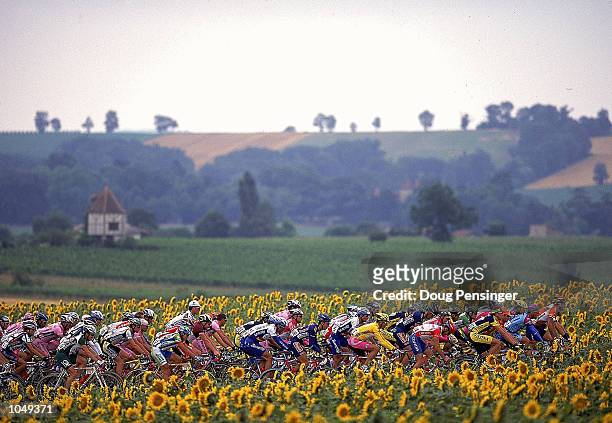 Peleton speeds by fields of sunflowers in Stage 9 between Agen and Dax during the 2000 Tour De France, France. \ Mandatory Credit: Doug Pensinger...