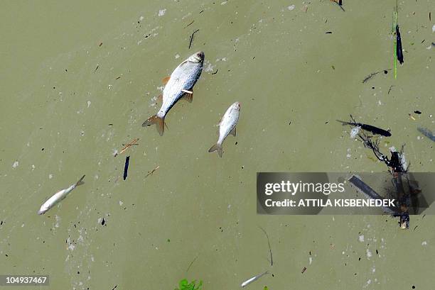 Marcal Fish Marcal River Photos and Premium High Res Pictures - Getty Images