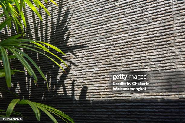 bamboo leaves - decorated plant with shadow beside the home wall in sunlight. - bambusblatt stock-fotos und bilder