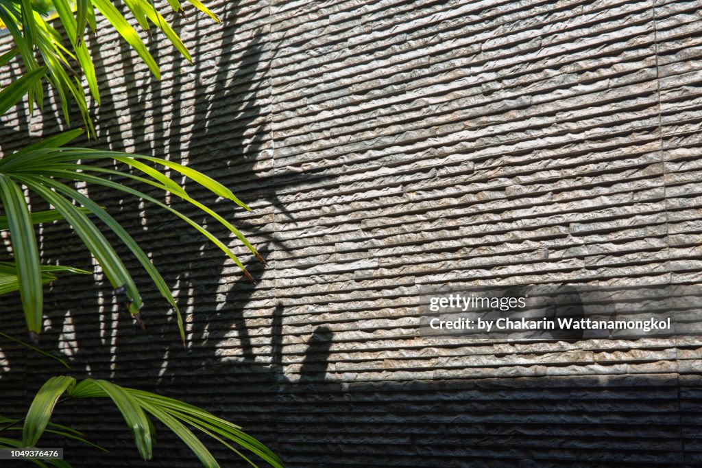 Bamboo leaves - decorated plant with shadow beside the home wall in sunlight.