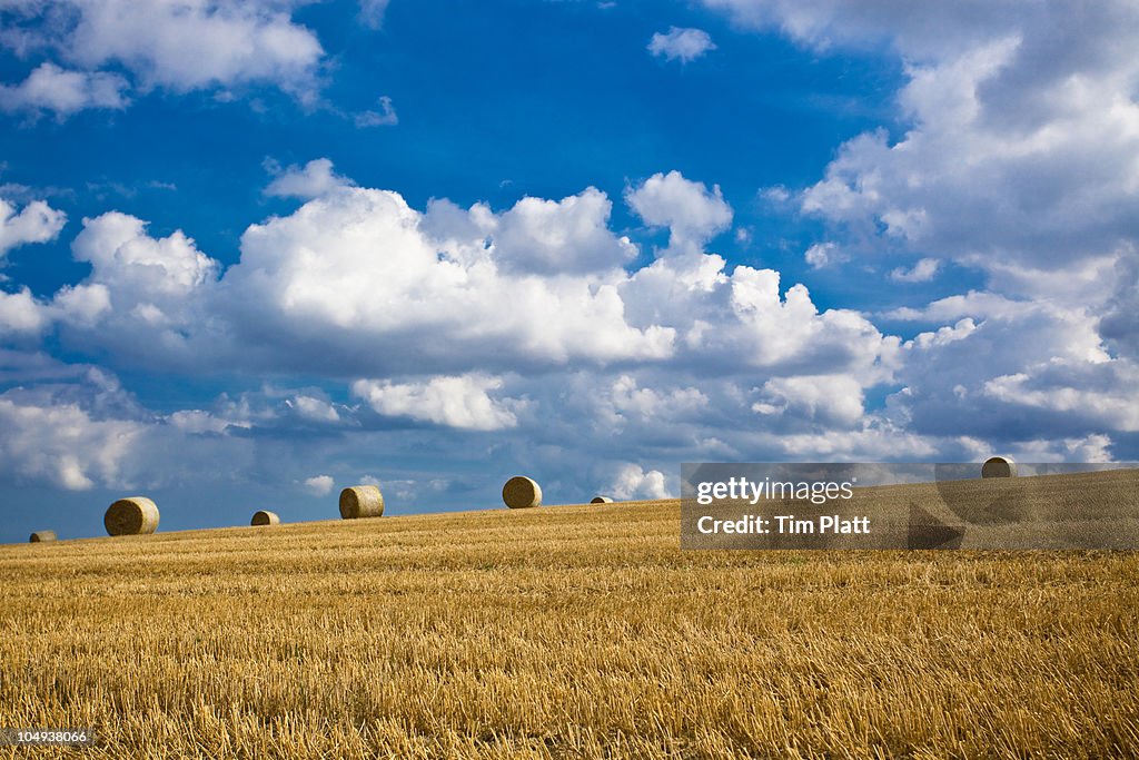 Rolled hay bales in a field on the horizon.