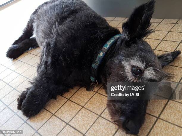 black scottish terrier relaxing - scottish culture photos et images de collection