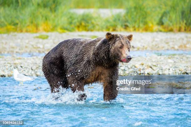 bear in katmai, alaska - angry bear imagens e fotografias de stock