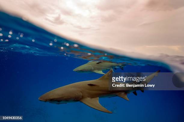 Sharks in the Bahamas