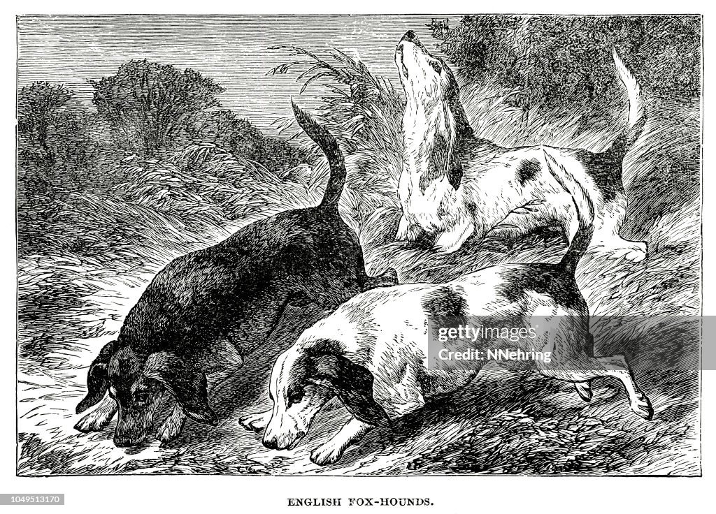 Woodcut of English fox hound dogs