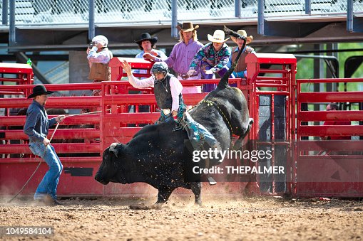 Bull Riding Backdrop Cowboy Bull Riding In Rodeo Arena High-Res Stock Photo - Getty Images