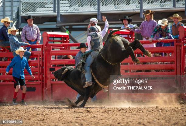 cowboy stier rijden in rodeo arena - bull riding stockfoto's en -beelden