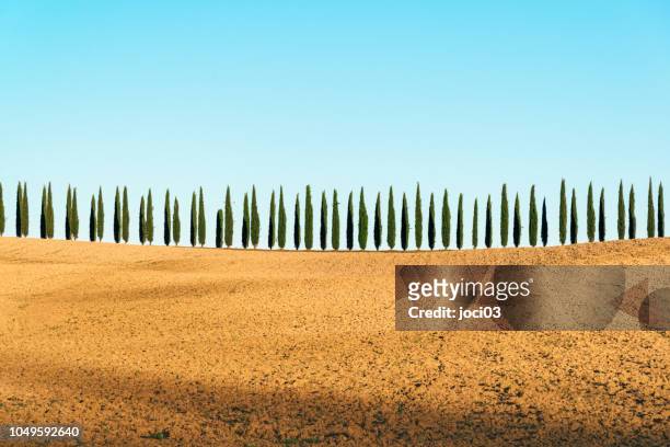 tuscany landskap av cypresser, val d'orcia, italien - italian cypress bildbanksfoton och bilder