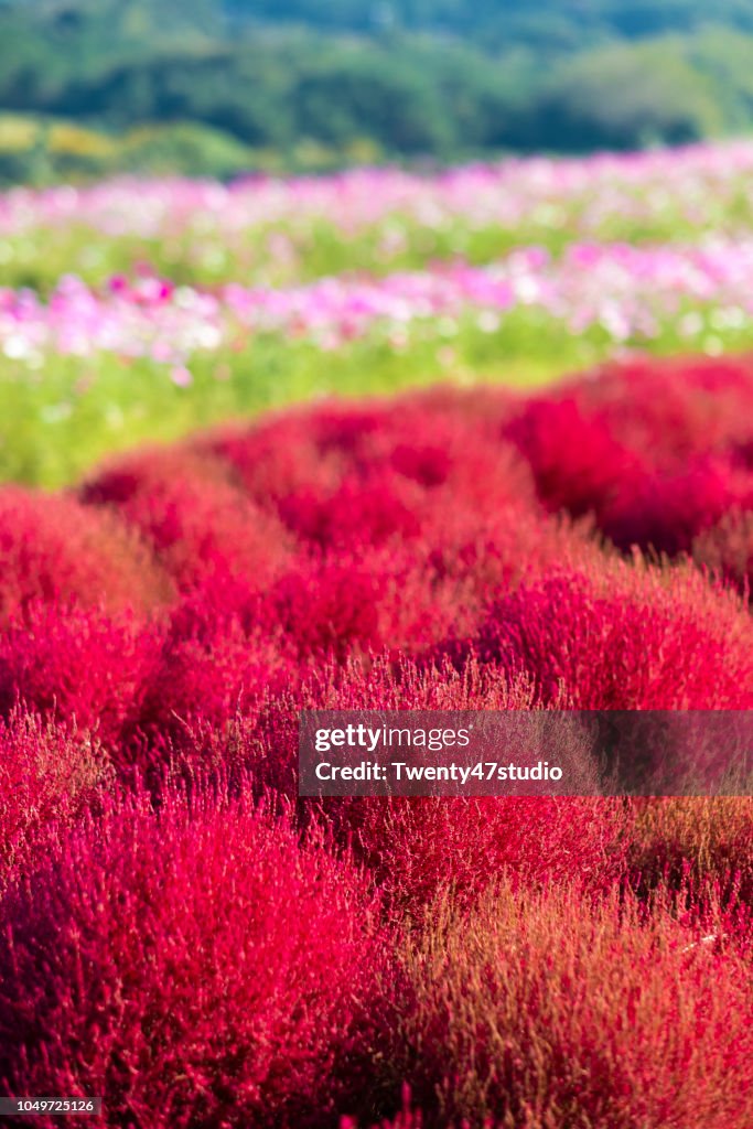 Kochia Scoparia field
