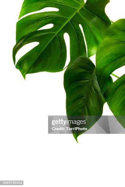 monstera deliciosa palm house plant isolated on white - plante tropicale photos et images de collection