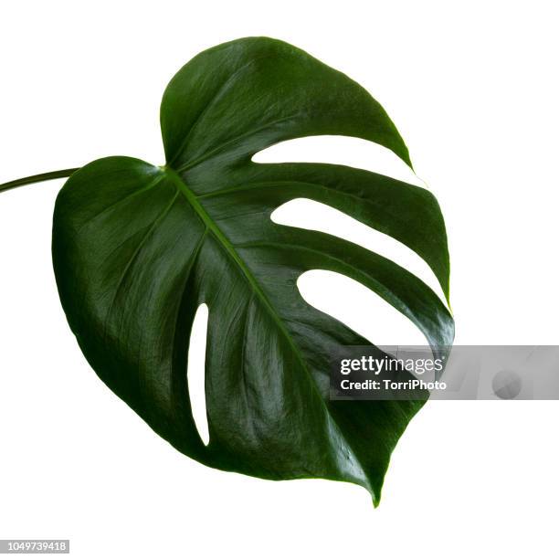 single leaf of monstera deliciosa palm plant isolated on white background - tropical bush stock pictures, royalty-free photos & images