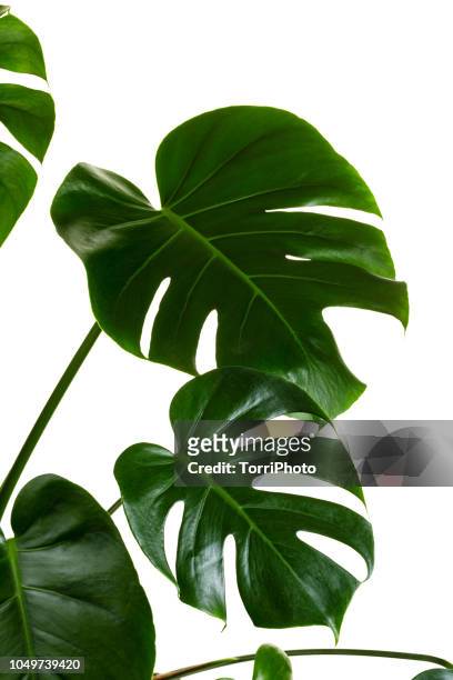 monstera deliciosa palm house plant isolated on white - monstera leaf stock pictures, royalty-free photos & images