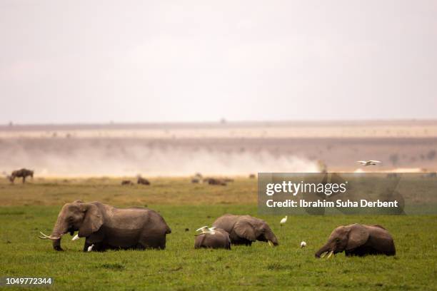 group of elephants in amboseli swamps - amboseli nationalpark stock-fotos und bilder