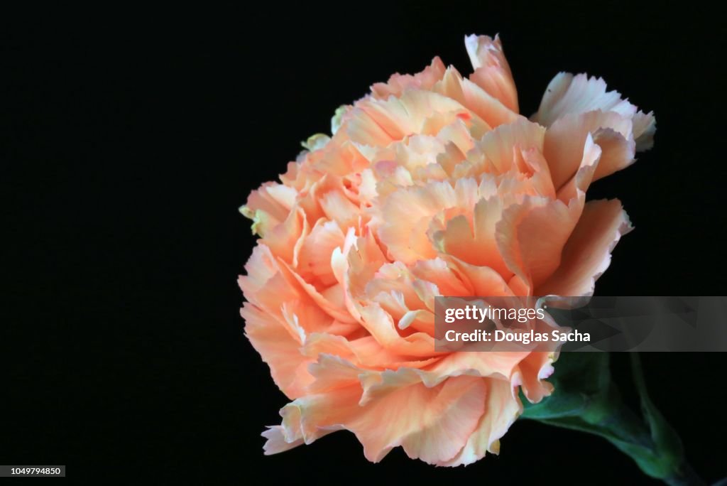 Carnation flower in bloom (Dianthus caryophyllus)