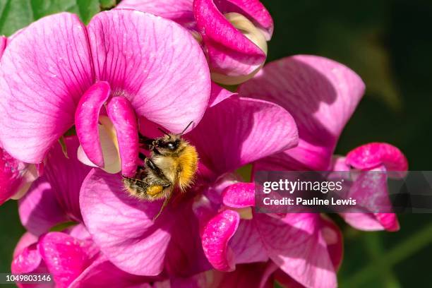 a carder bee and a perennial pea plant - sweet peas stock pictures, royalty-free photos & images