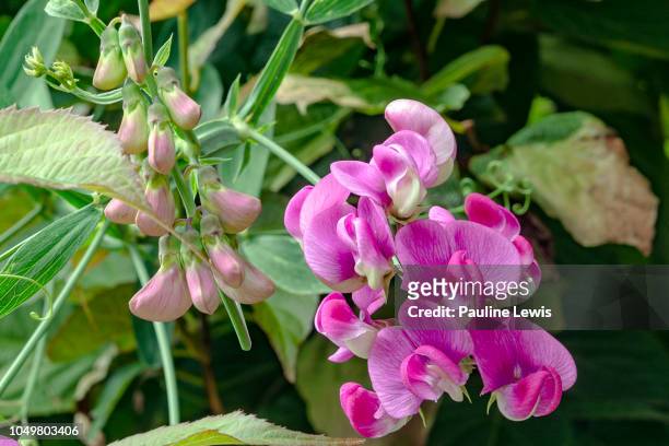 everlasting sweet pea - sweetpea stock pictures, royalty-free photos & images