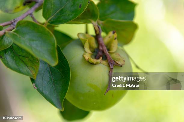 a sign of autumn（柿） - 柿 stock pictures, royalty-free photos & images