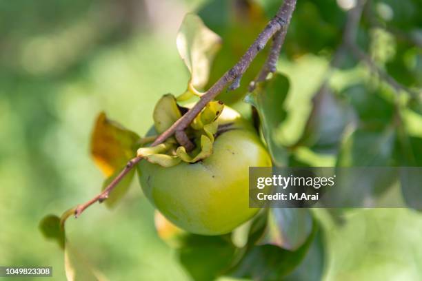 a sign of autumn（柿） - 柿 stock pictures, royalty-free photos & images