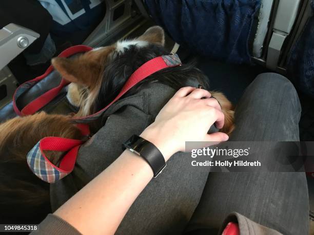 flying with esa - emotional support animal stock-fotos und bilder