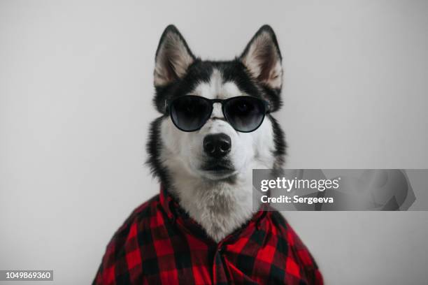 cool hund - happy dog on white stock-fotos und bilder