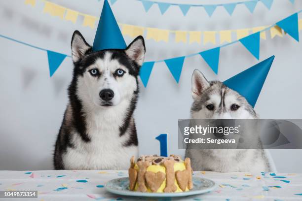 1,462 Funny Animals Birthday Photos and Premium High Res Pictures - Getty  Images