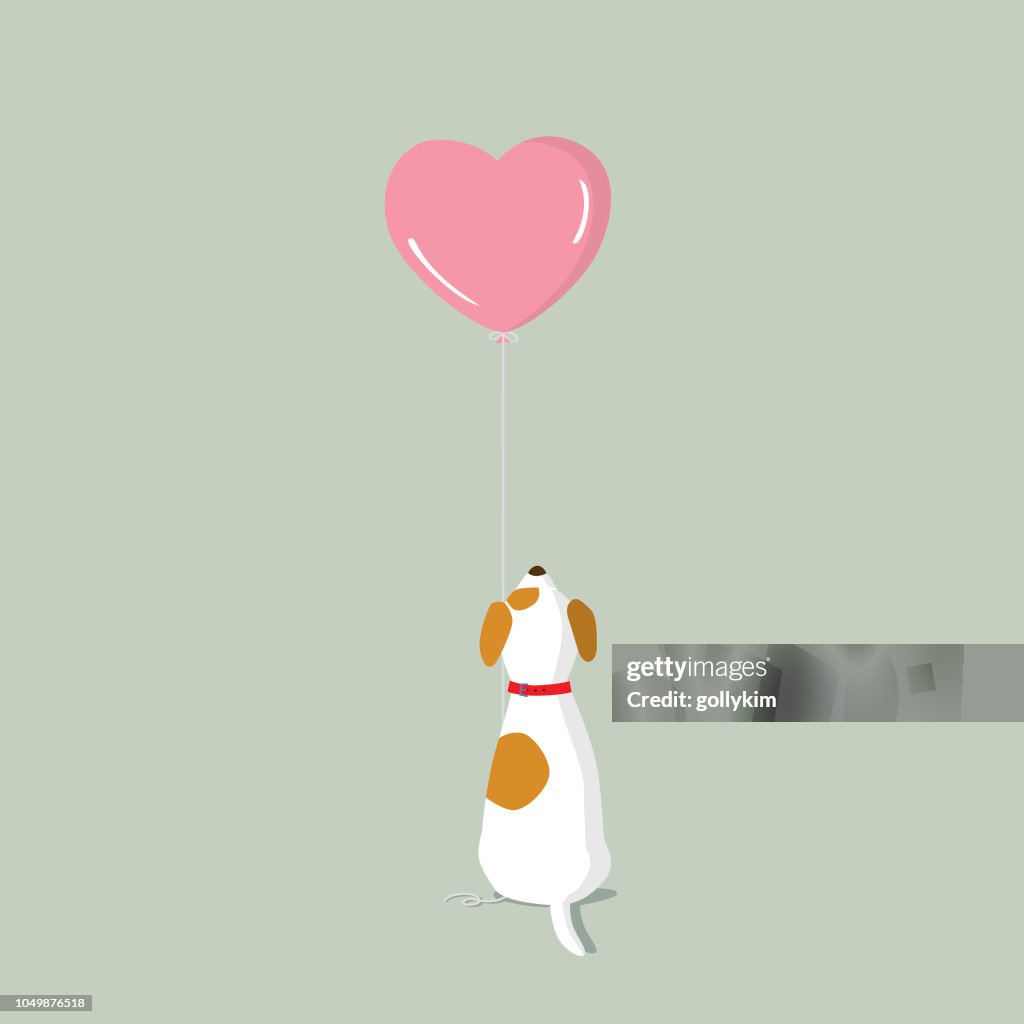 Jack Russell Terrier puppy with pink heart shape helium balloon