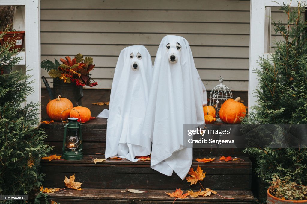 Dog ghost for halloween