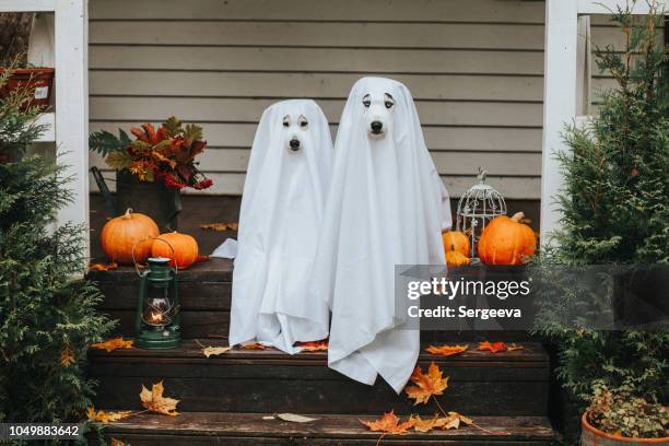 dog ghost for halloween - happy halloween stock pictures, royalty-free photos & images