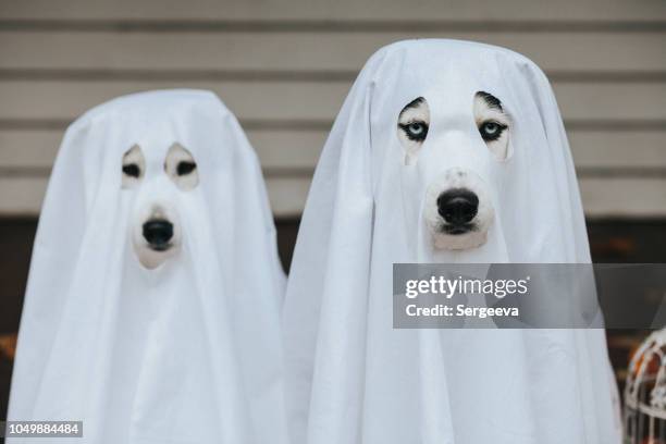 dog ghost for halloween - blue eyed soul stock pictures, royalty-free photos & images