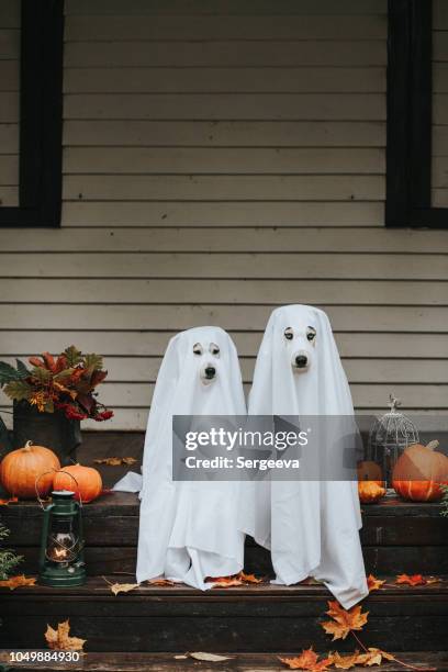 dog ghost for halloween - halloween dog stock pictures, royalty-free photos & images
