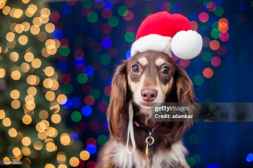 Dachshund with Santa Hat and Christmas Lights