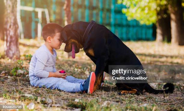 kleiner junge mit großen hund - mini rottweiler stock-fotos und bilder