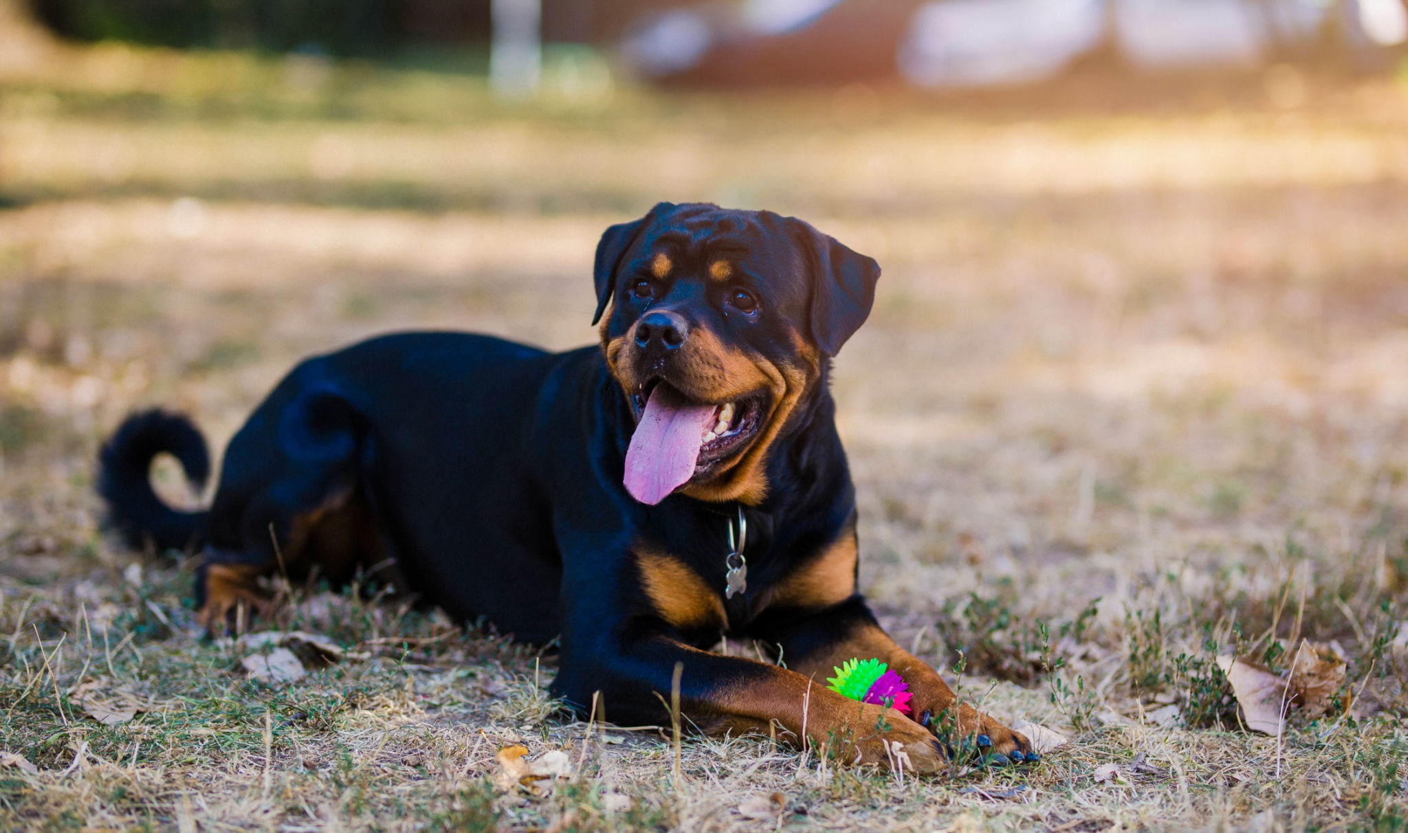 rottweiler puppy