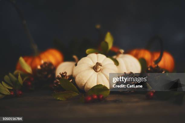 thanksgiving arrangement with pumpkin variety and berries - thanksgiving cat stock pictures, royalty-free photos & images