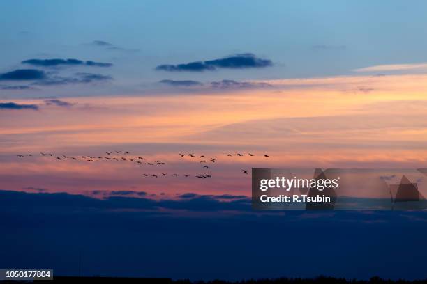 birds flying in sunset against the evening sky - birds in finland foto e immagini stock