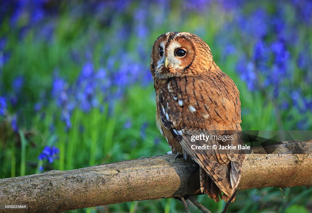 Tawny owl in bluebell woods