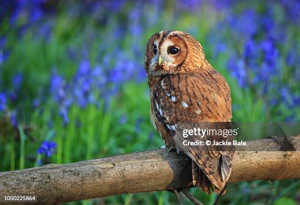 tawny owl in bluebell woods - bluebell stock pictures, royalty-free photos & images